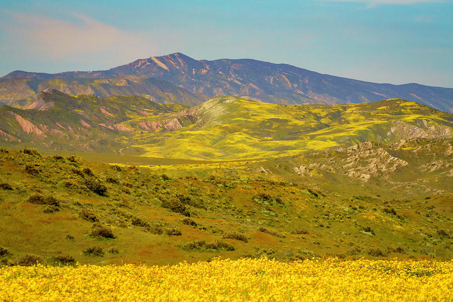 Carizzo Plain Wildflowers Superbloom 2 Photograph by Lindsay Thomson