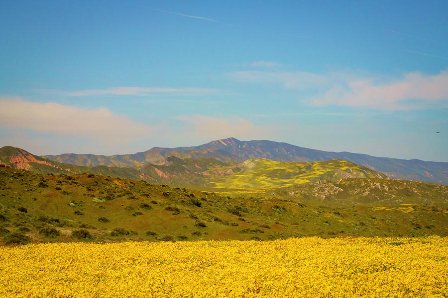 Carizzo Plain Wildflowers Superbloom 3 Photograph by Lindsay Thomson