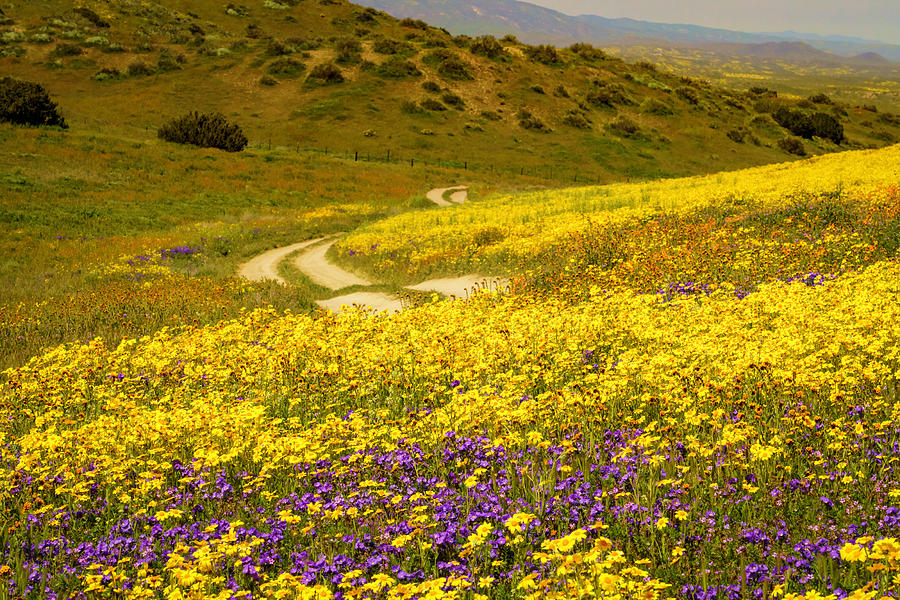 Carizzo Plain Wildflowers Superbloom 4 Photograph by Lindsay Thomson