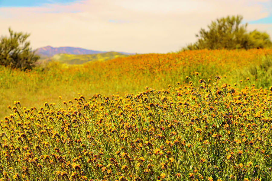 Carizzo Plain Wildflowers Superbloom 5 Photograph by Lindsay Thomson