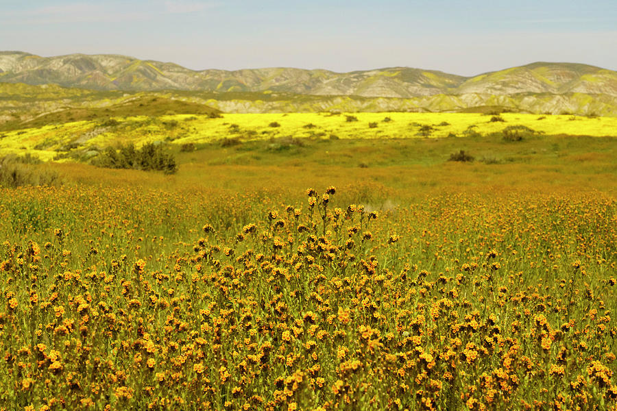 Carizzo Plain Wildflowers Superbloom 7 Photograph by Lindsay Thomson