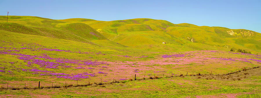 Carizzo Plain Wildflowers Superbloom 8 Photograph by Lindsay Thomson