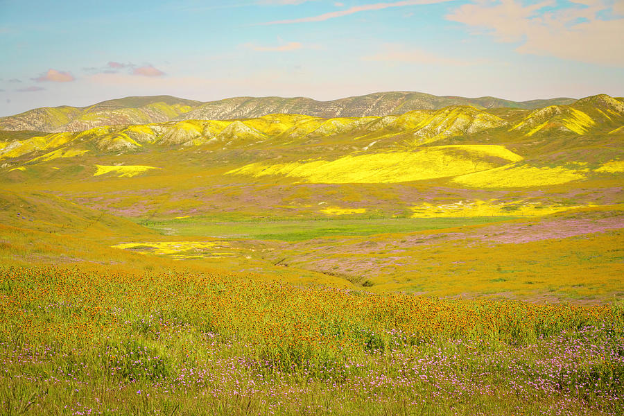 Carizzo Plain Wildflowers Superbloom Photograph by Lindsay Thomson