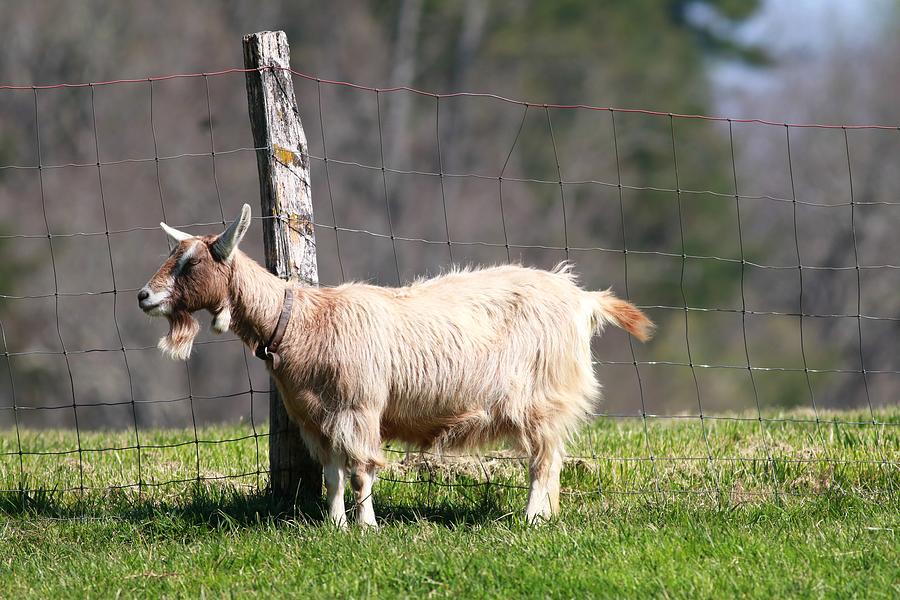 Carl Sandburg Goat II Photograph by Carol Montoya