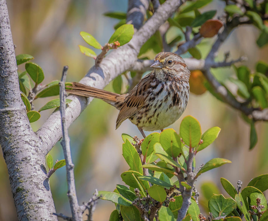 Carlsbad Ca Sparrow Photograph by Bruce Pritchett