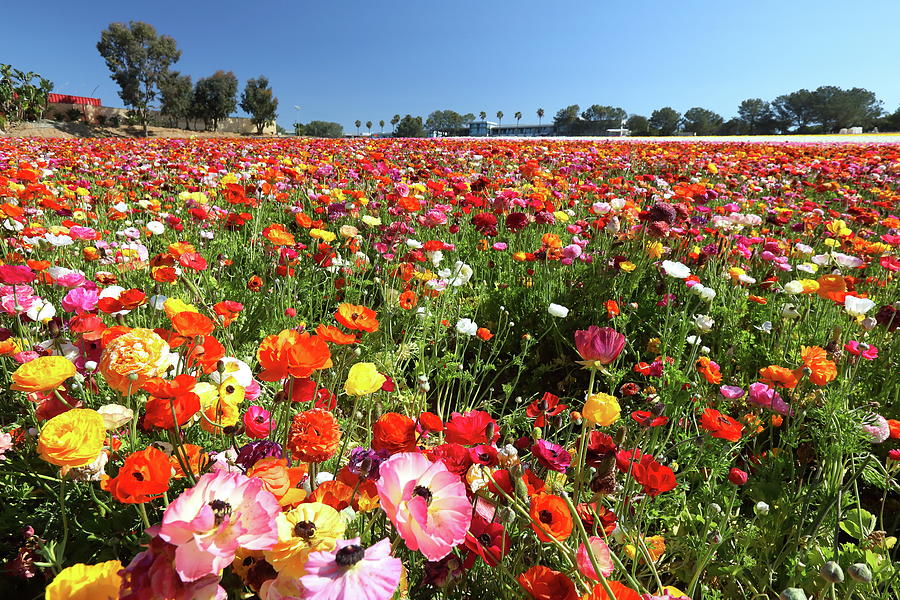 Carlsbad flower fields, C Photograph by Alex Nikitsin Pixels