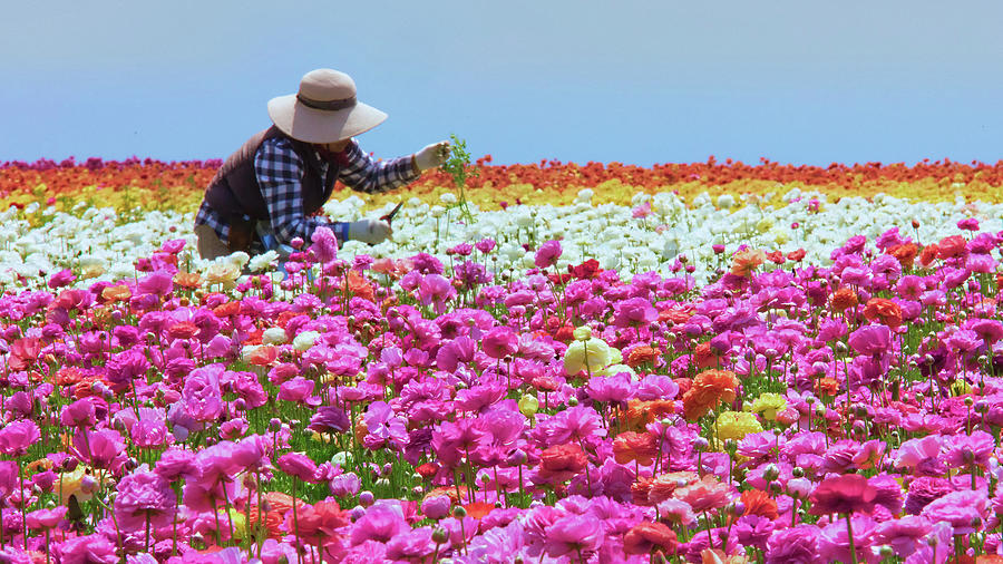 Carlsbad Flower Fields California No. 2 Photograph by Ram Vasudev