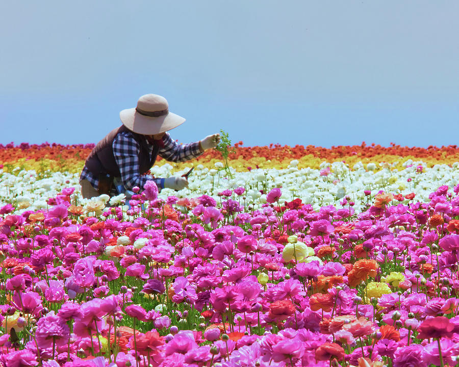 Carlsbad Flower Fields California No. 3 Photograph by Ram Vasudev