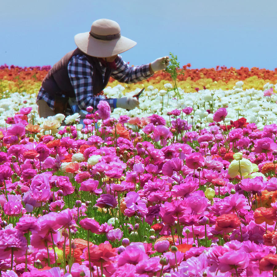 Carlsbad Flower Fields California No. 4 Photograph by Ram Vasudev