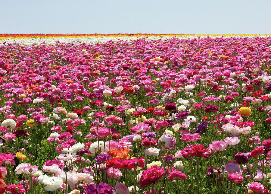 Carlsbad Flower Fields No.2 Photograph by Ram Vasudev