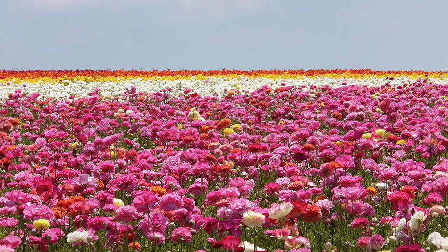 Carlsbad Flower Fields Photograph by Ram Vasudev