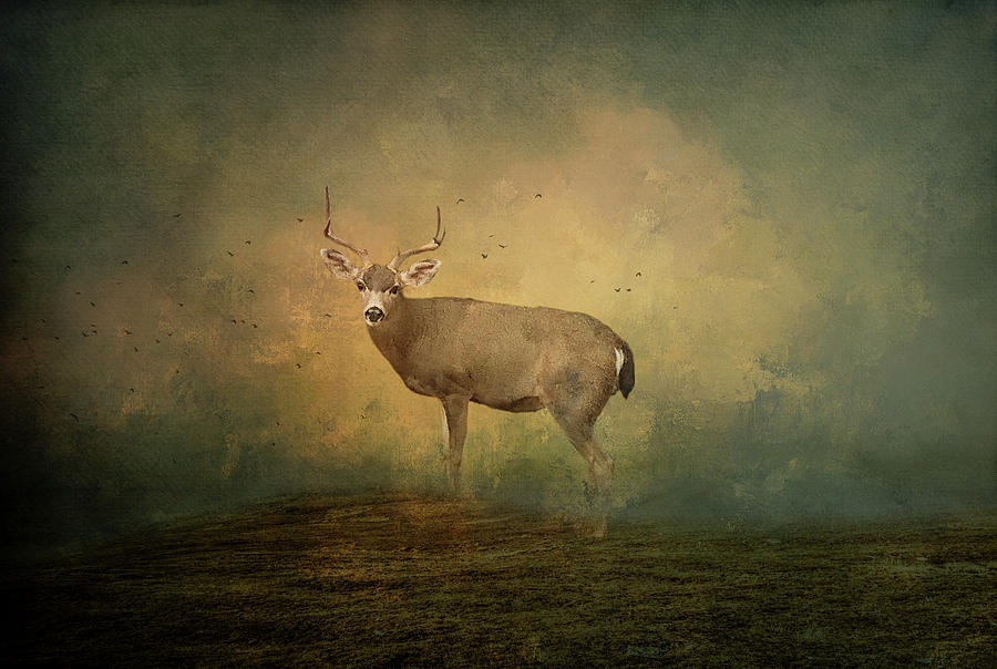 Carmel Deer Digital Art by Terry Davis