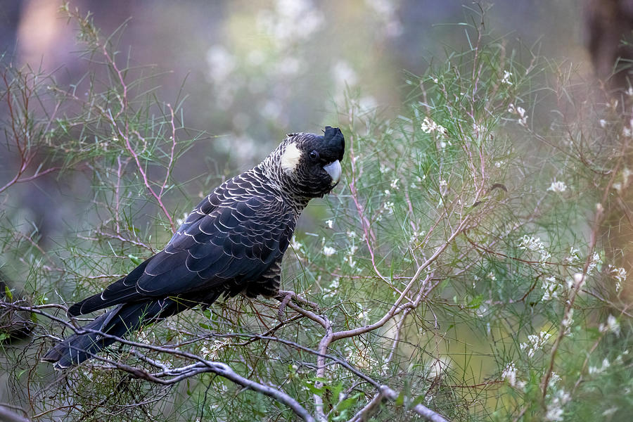 Carnabys Black Cockatoo Hen Photograph by Diana Andersen