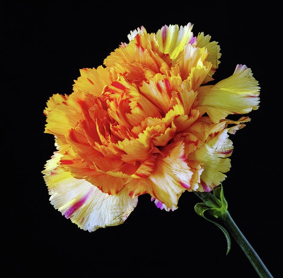 Carnation Close Up Photograph