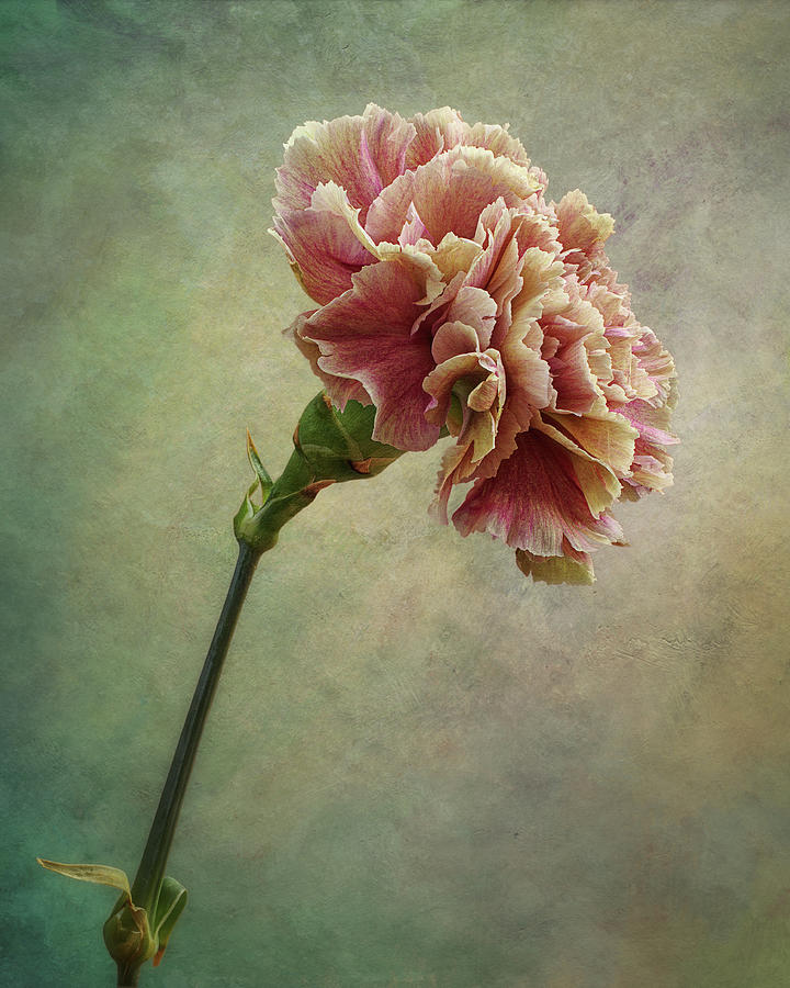 Carnation flower