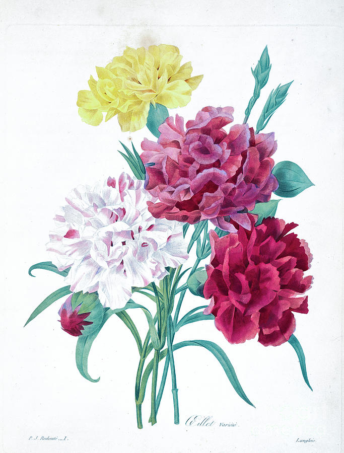 Carnation Flowers Illustration 1827 R1 Drawing by Botany Fine Art America
