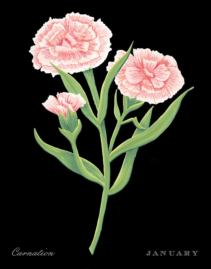 Carnation January Birth Month Flower Botanical Print on Black - Art by Jen Montgomery Painting by Jen Montgomery