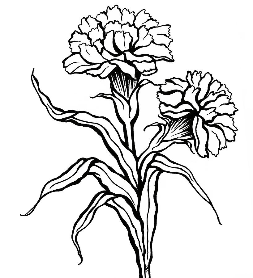 Carnation Drawing