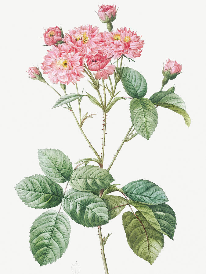 Pierre Joseph Redoute Painting - Carnation Petalled Variety of Cabbage Rose also known as Rose bush, Rosa Centifolia Caryophyllea by Pierre Joseph Redoute