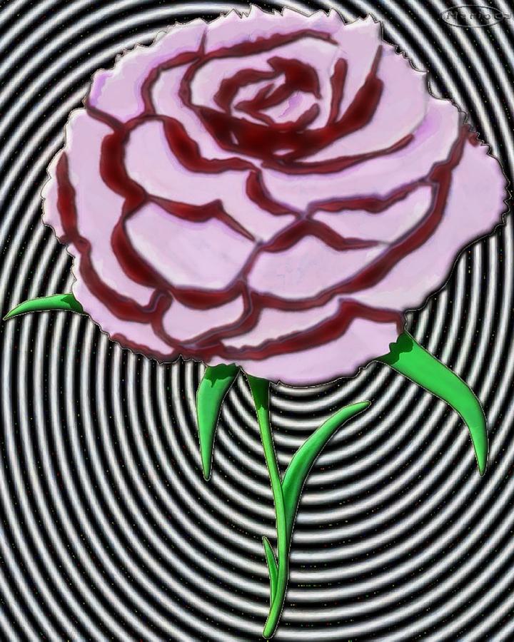 Carnation Pop by Mario Carini Carnation Pop by Mario Carini