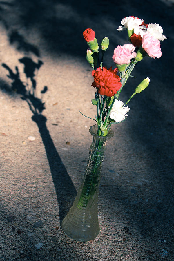 Carnation Shadows Photograph by W Craig Photography