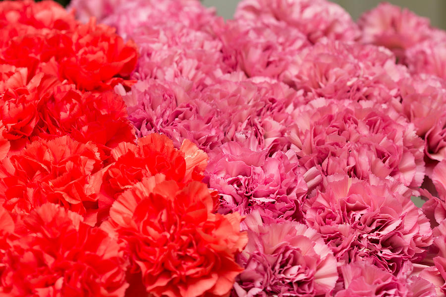 Carnation Photograph by Y-studio