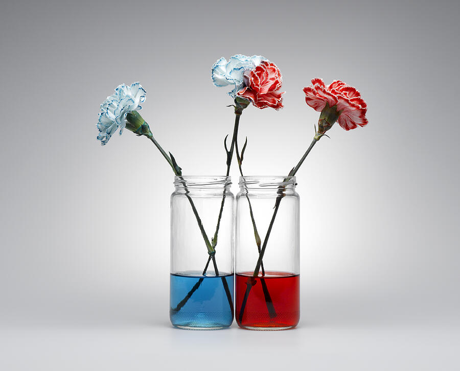 Carnations Blue and Red Photograph by Jeffrey Coolidge