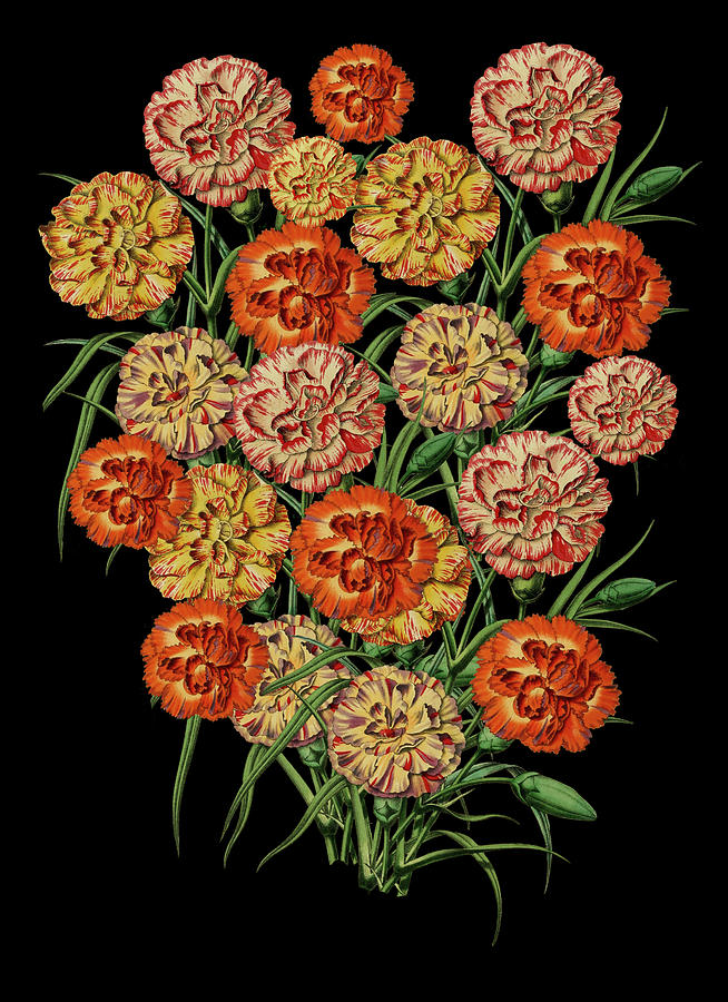 Carnations on Black Digital Art by Lorena Cassady