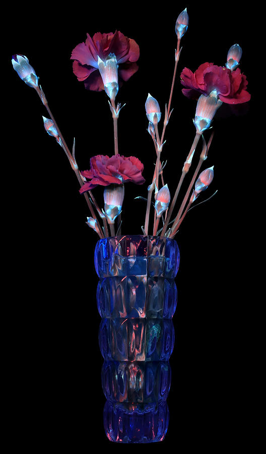 Carnations UV Photograph by Shane Bechler