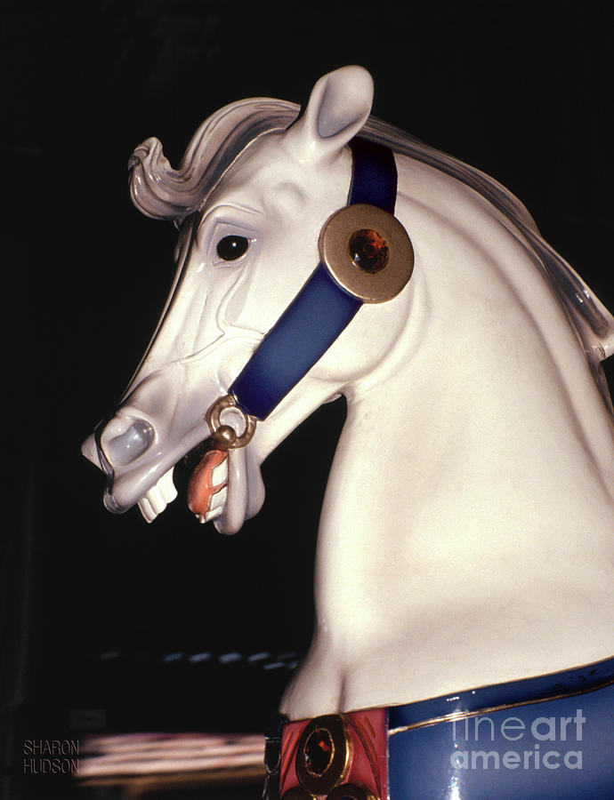 carnival animals pictures - White Stallion in Blue Photograph by Sharon Hudson