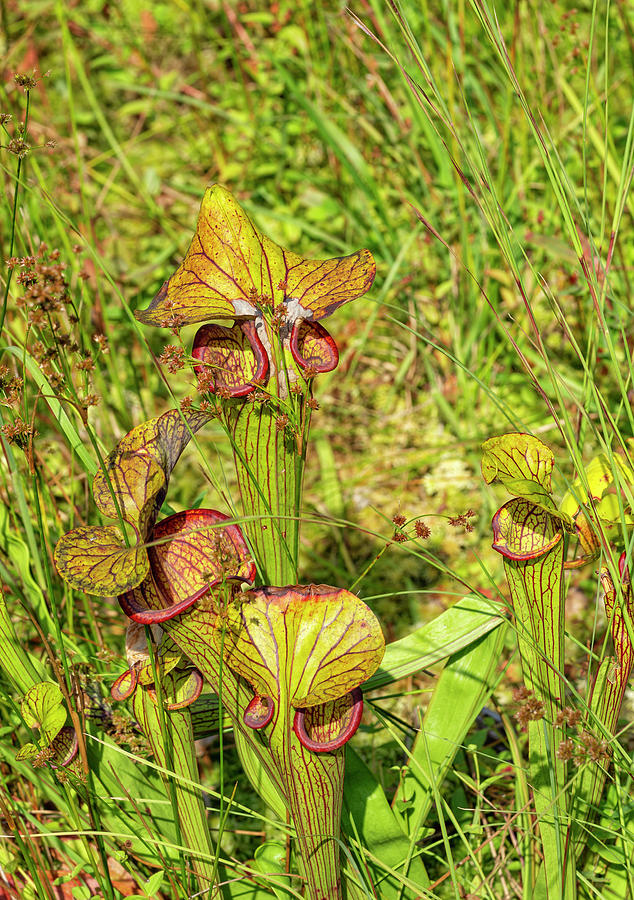 Carnivorous American Pitcher Plant Photograph by Cate Franklyn