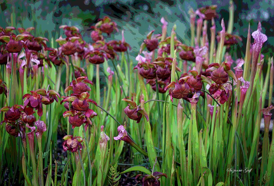Carnivorous Pitcher Plants in Flower - Posterized Photograph by Suzanne Gaff