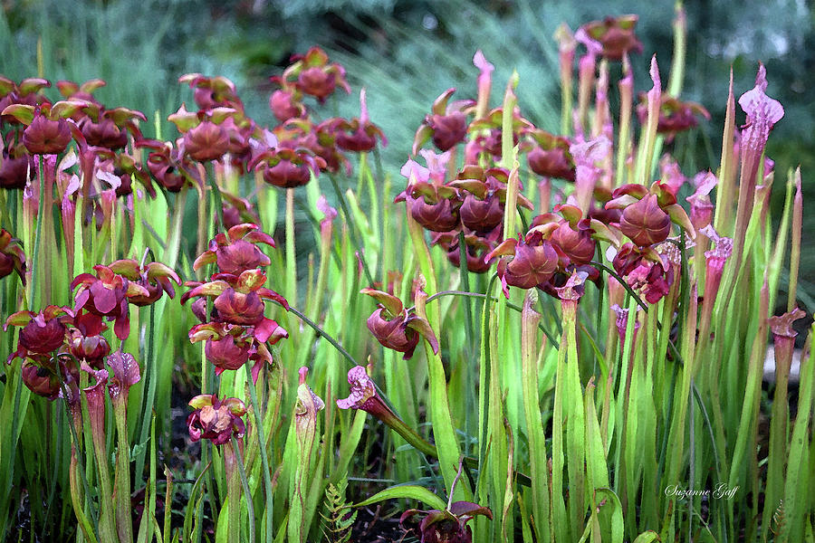 Carnivorous Pitcher Plants in Flower - Watercolor Photograph by Suzanne Gaff