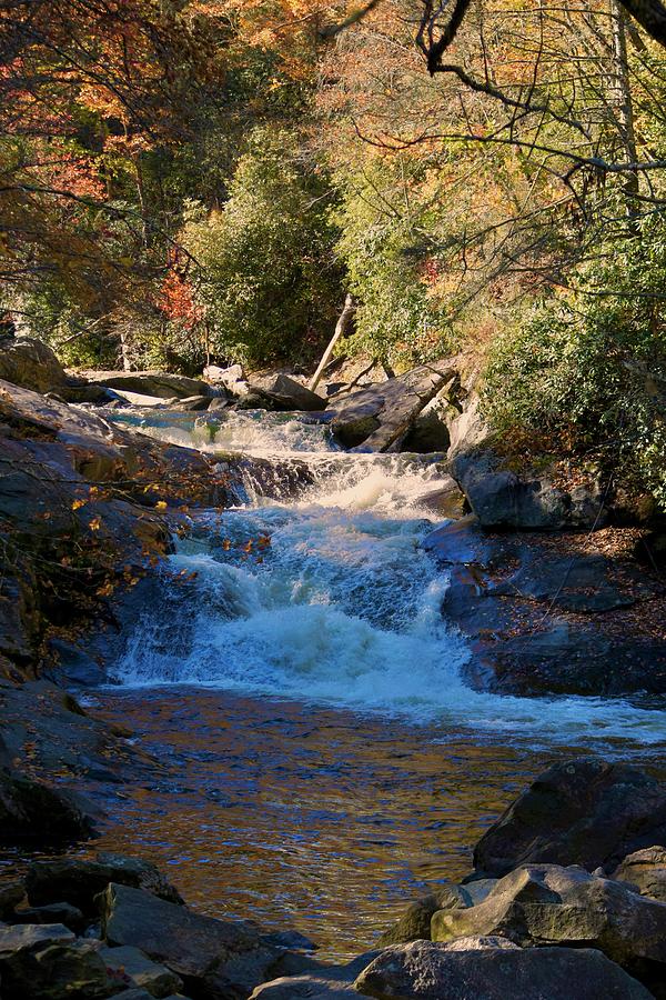 Carolina Beauty Photograph by Laurie Snow Hein - Fine Art America