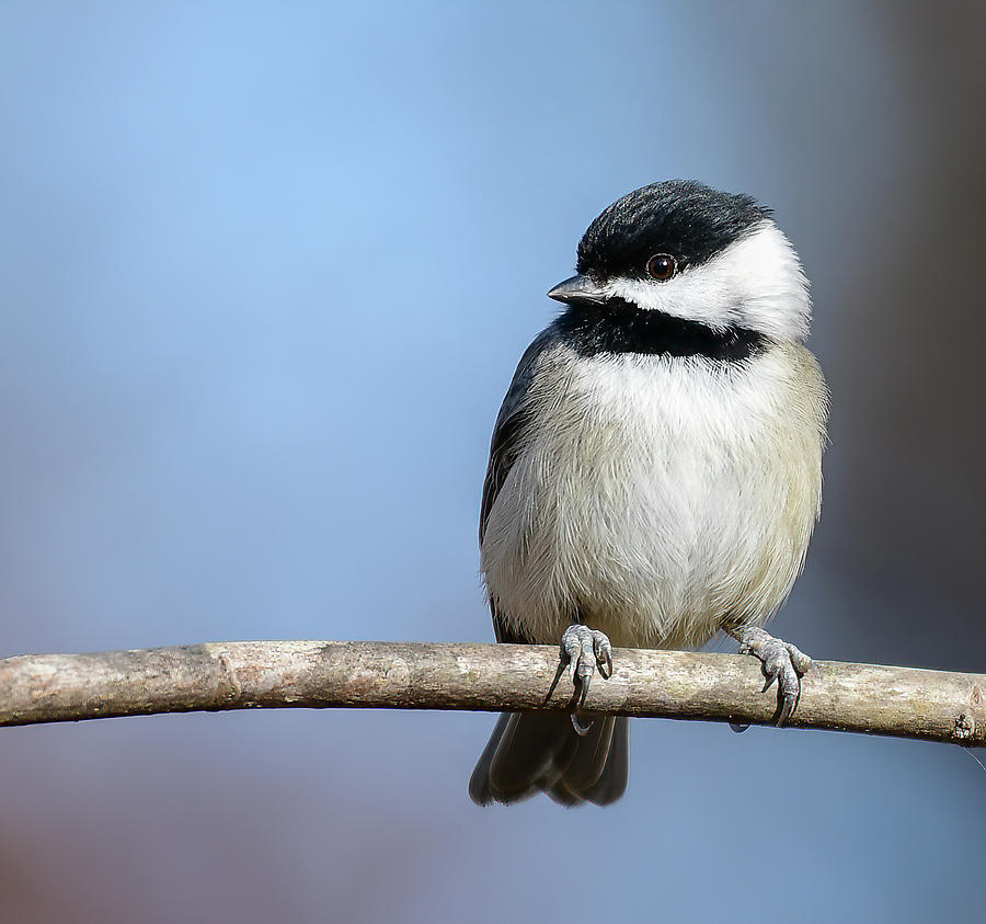 Carolina Chickadee Photograph by Tracy McDaniel - Fine Art America