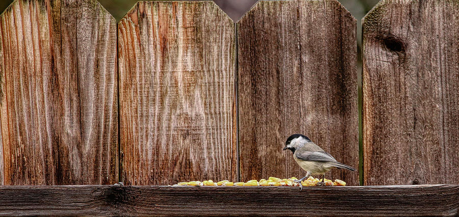 Carolina Chickadee - All This For Me Photograph by Judy Vincent