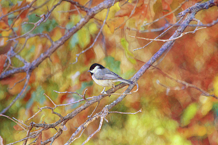 Carolina Chickadee Bird In Fall Colors Digital Art