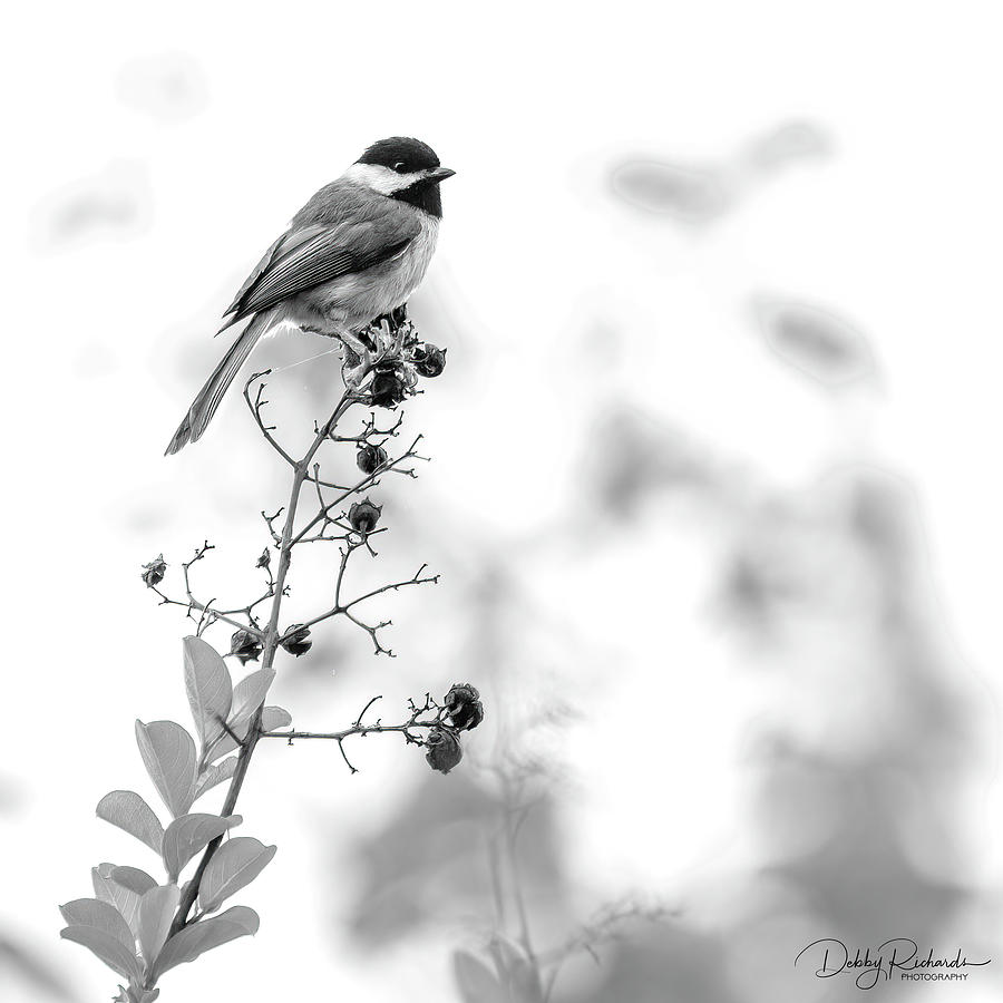Carolina Chickadee Black and White Photograph by Debby Richards