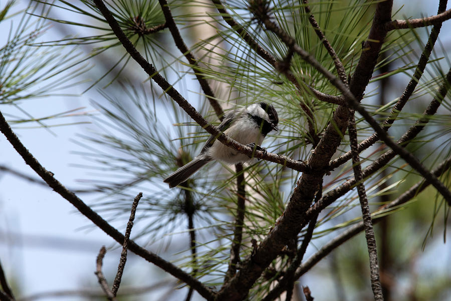 Carolina Chickadee in the Pines Photograph by Jayne Gohr | Fine Art America