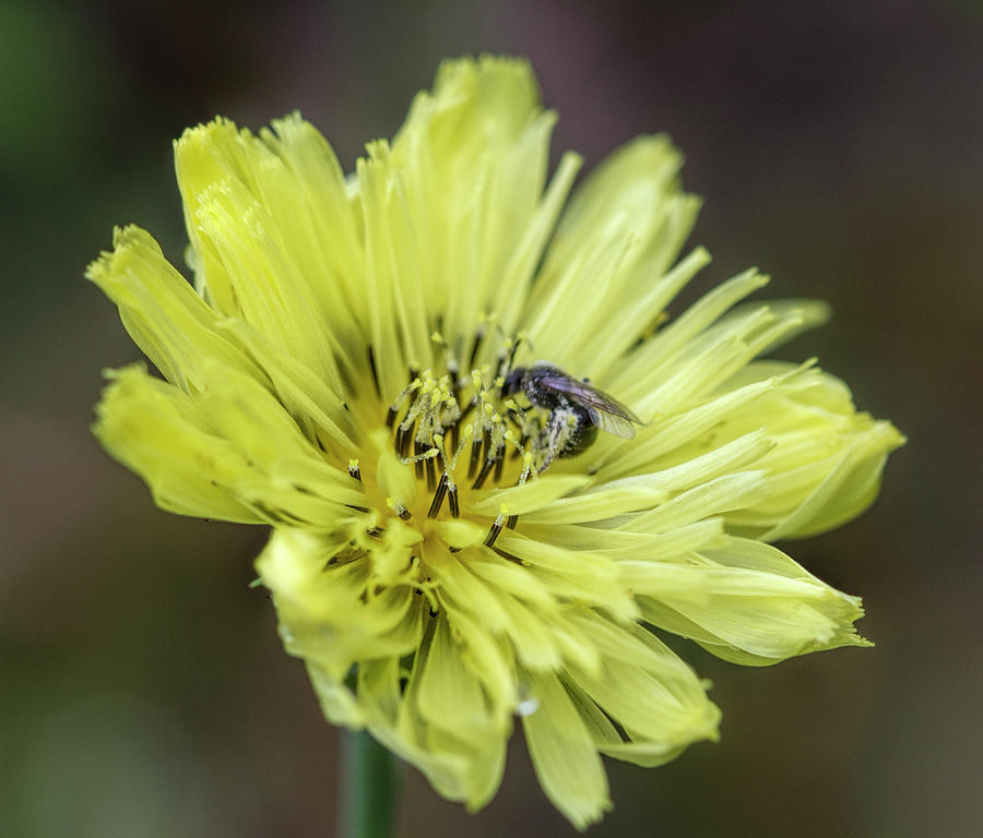 Carolina Desert Chicory Wildflower with Bee Photograph by Kathy Clark