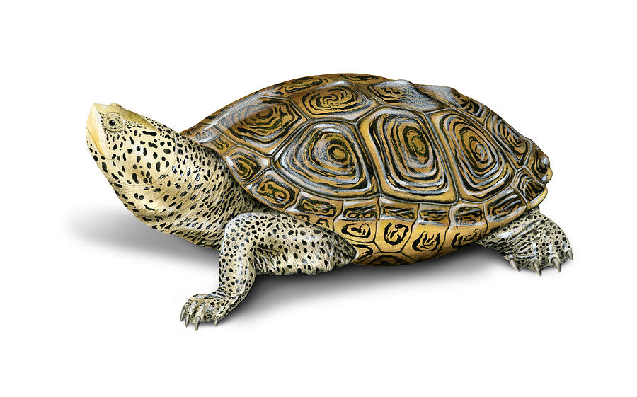 Carolina Diamondback Terrapin Painting by Dawn Witherington - Pixels