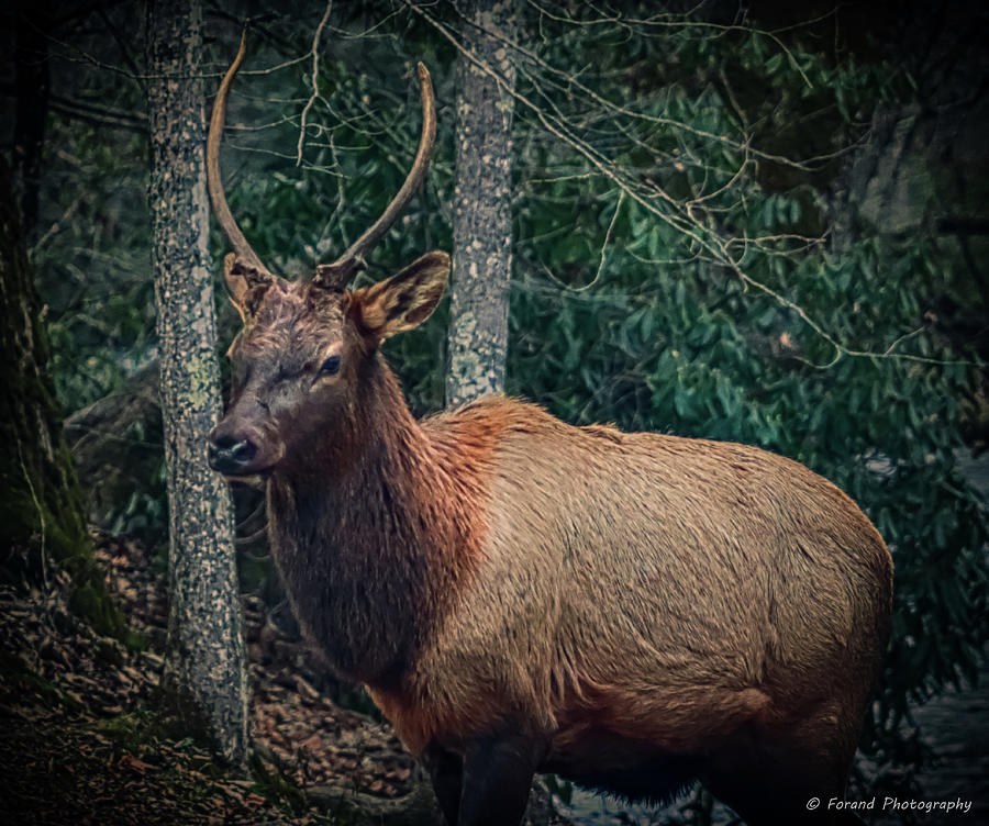 Carolina Elk  Photograph by Debra Forand