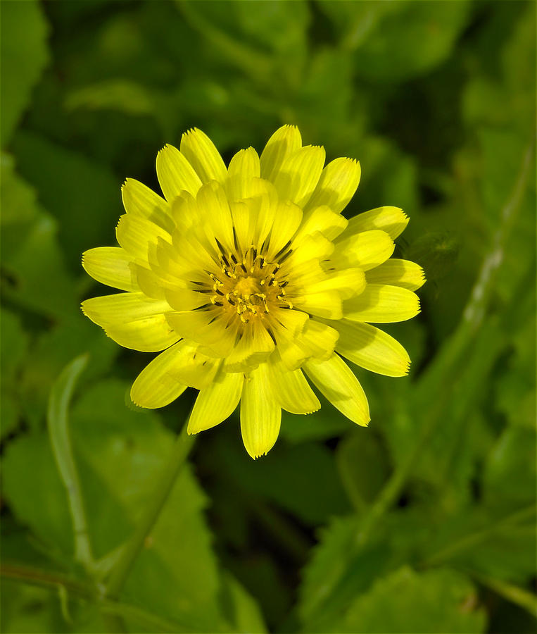 Carolina False Dandelion Photograph by Jenny Harrison - Fine Art America