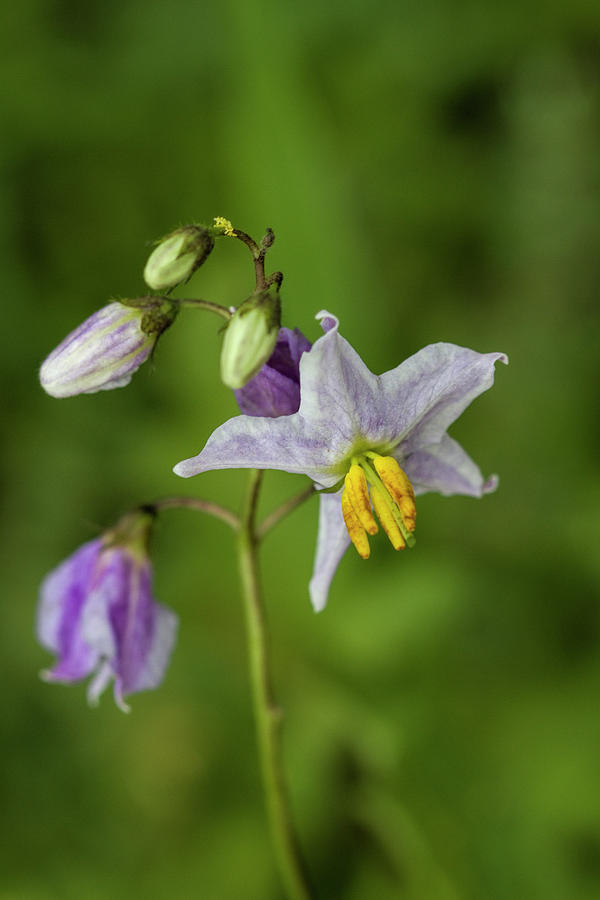 Carolina Horsenettle Wildflower - Solanum carolinense Photograph by Kathy Clark
