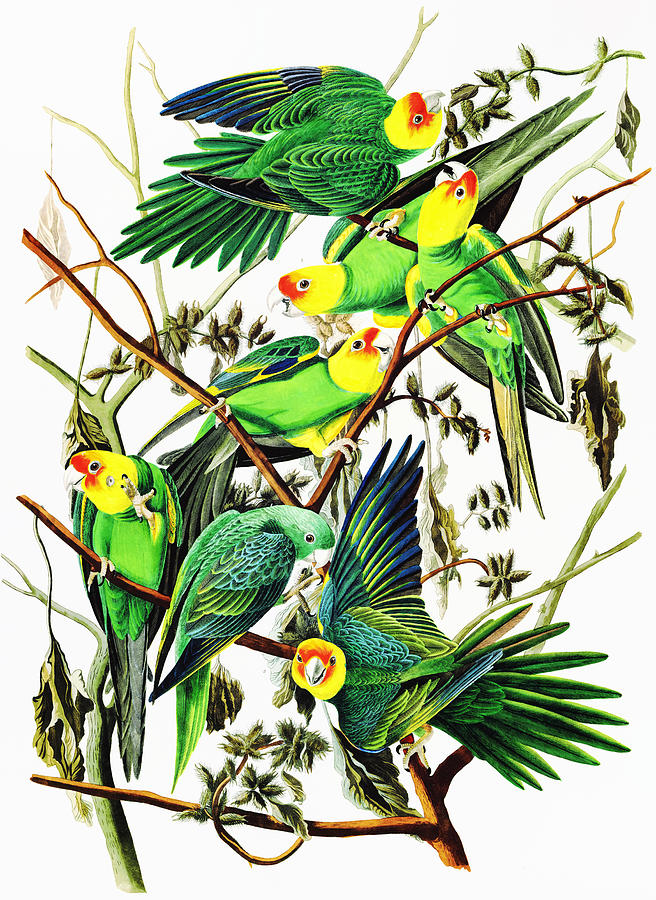 John James Audubon Drawing - Carolina parakeets by John James Audubon  by Mango Art