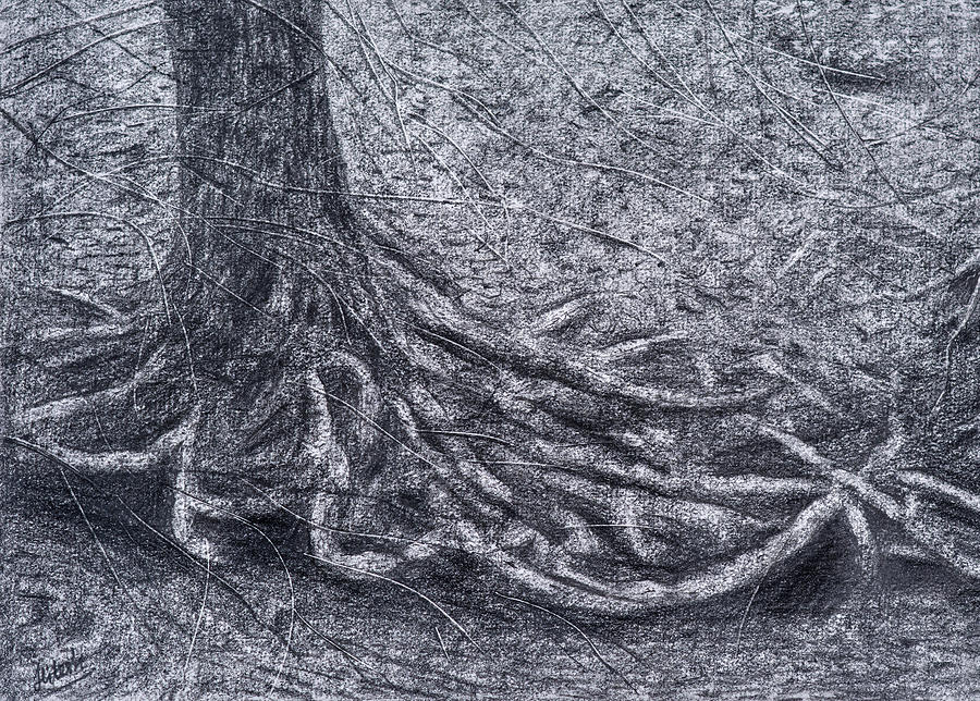 Carolina Roots Drawing by Tesh Parekh