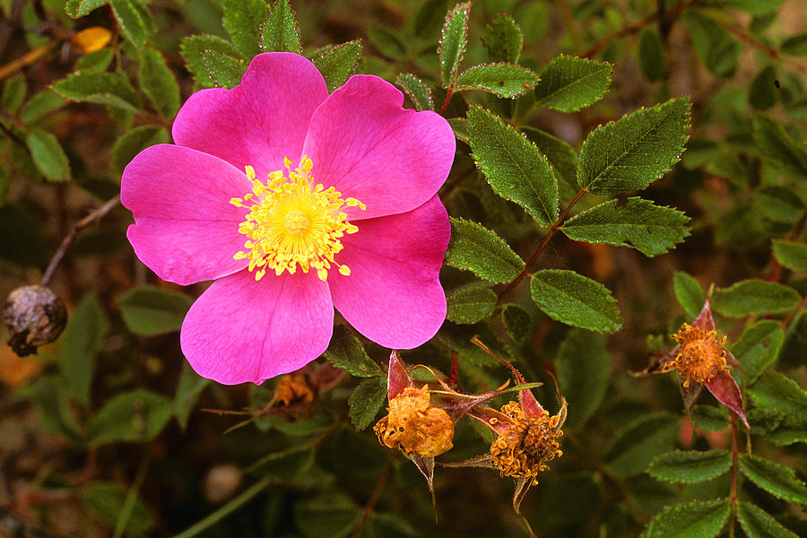 Carolina Rose Photograph by Michael Redmer - Fine Art America