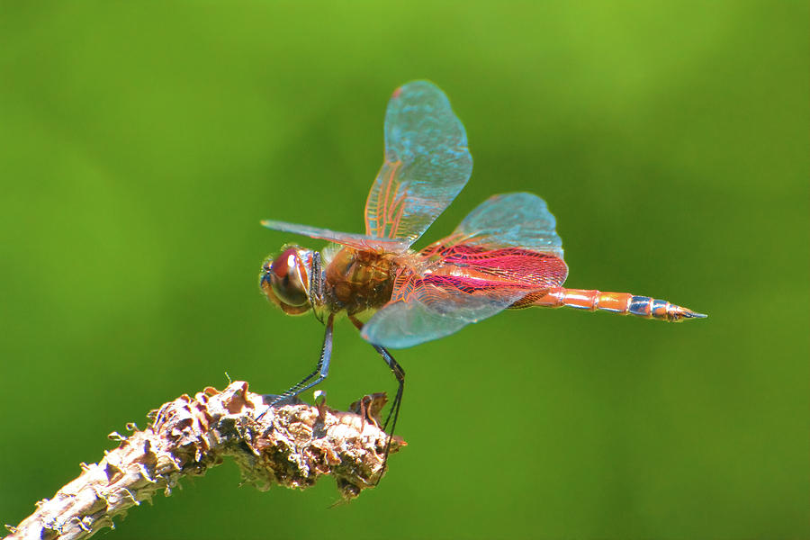 Carolina Saddlebags Dragonfly Photograph by Jerry Griffin