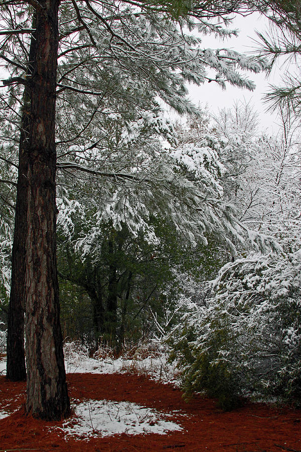 Winter Photograph - Carolina Snowfall by Carolyn Stagger Cokley