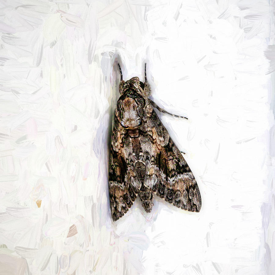 Carolina Sphinx Moth X100 Photograph by Rich Franco